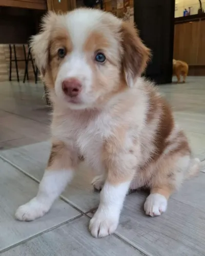 Filhotes de Border Collie