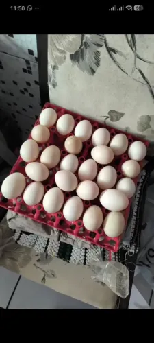Ovos de patas galados 