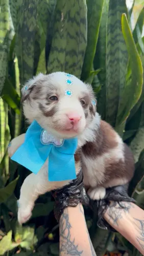 Border collie filhotes pronta entrega