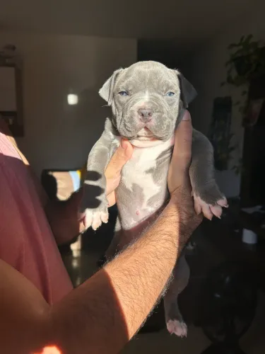 Vende-se filhote american bully 