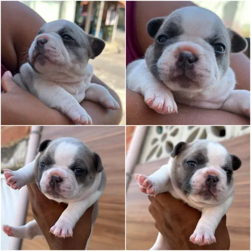 Machinho de buldogue francês disponível para reserva