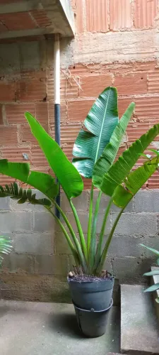 Palmeira Ravenala