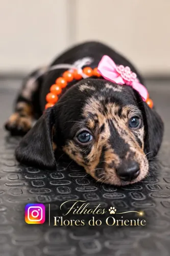 Dachshund Insta gram @filhotesfloresdooriente