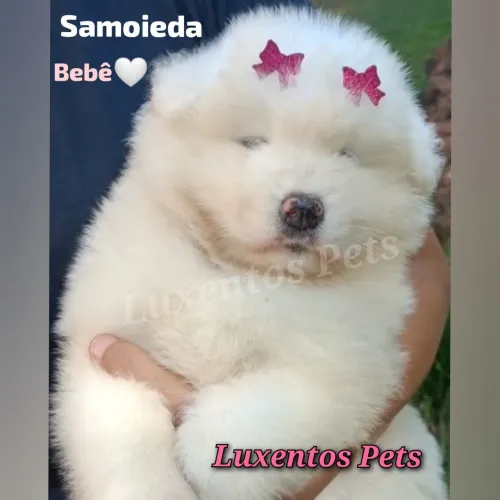 SAMOIEDA FÊMEA