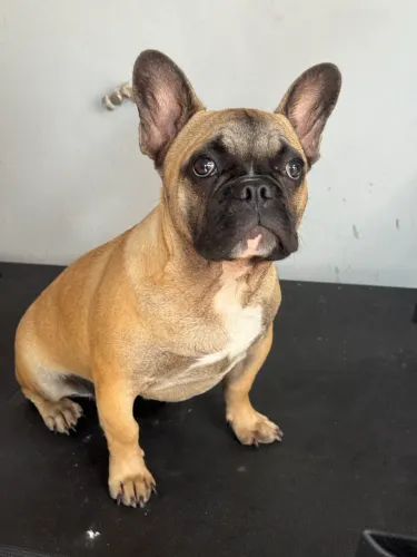 Buldogue Francês fêmea 