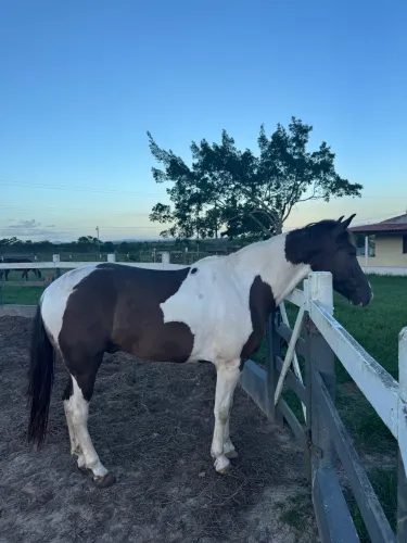 Cavalo mangalarga