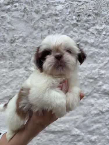 Filhotes de Shih Tzu