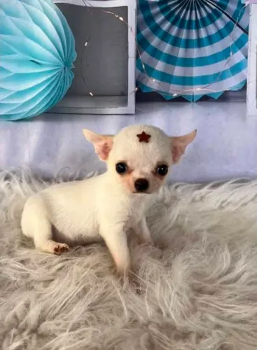 Machinho pelo curto