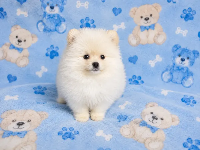 Spitz Alemão filhote com Pedigree 