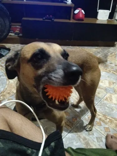 Doação de cachorro