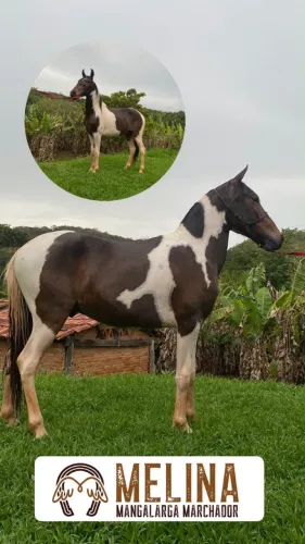 Cavalo mangalarga marchador