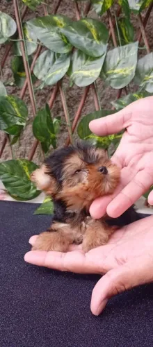 Filhote de Yorkshire Macho Criado com Carinho e Pronto para um Novo Lar
