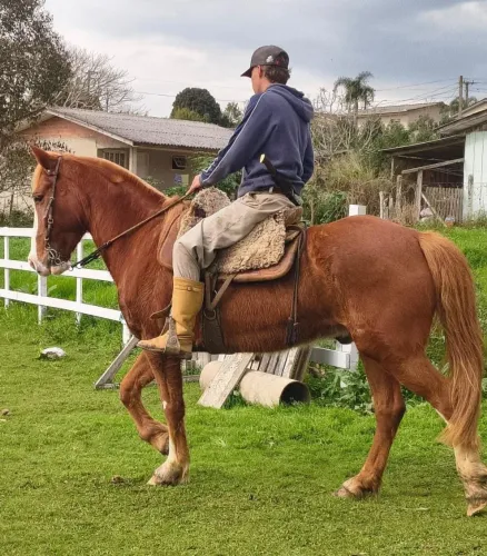 Cavalo criolo muito manso
