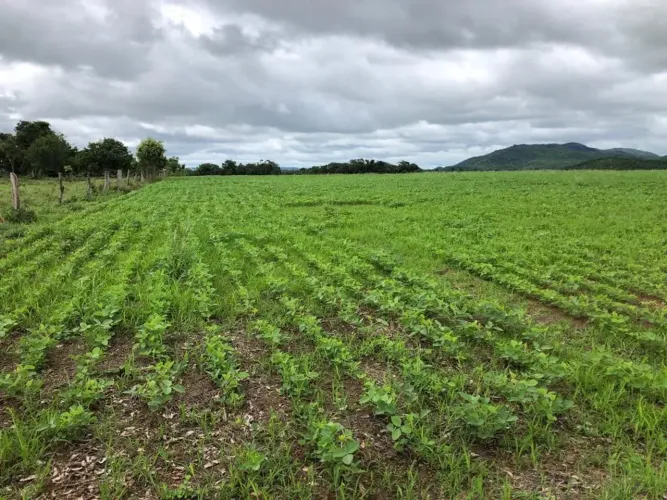 Fazenda a venda em Mara Rosa / Goiás!!!