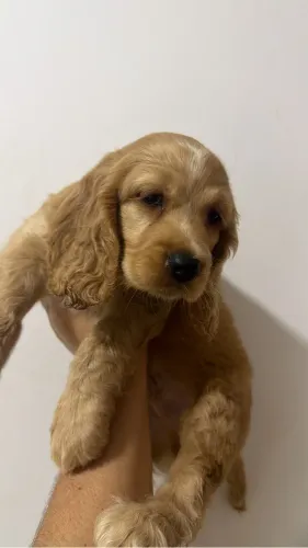 Lindos filhotes de Cocker Spaniel à venda