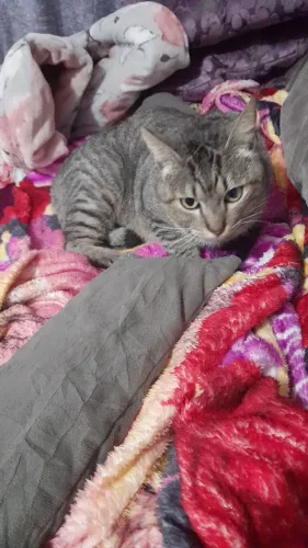 Gato pra doação  Pinhais * 