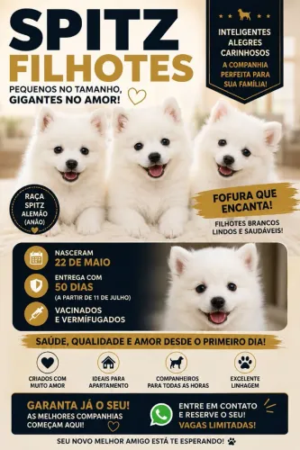 Filhotes Spitz Alemão (Lulu da Pomerânia) Brancos - Vacinados | Machos e Fêmeas