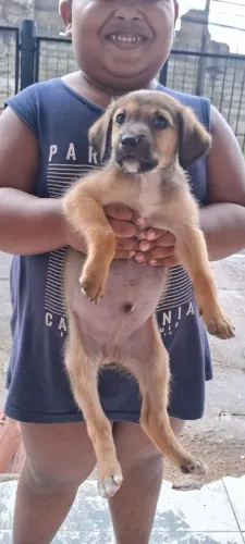 Cachorrinho para doação