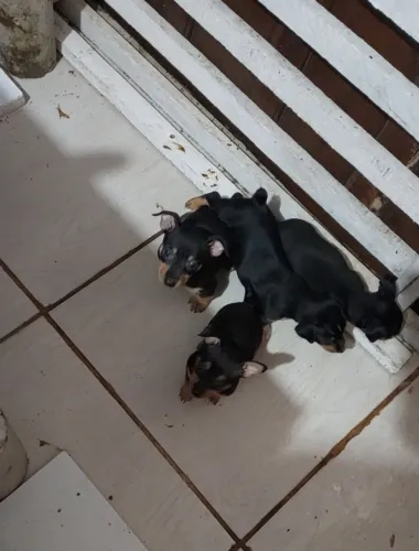 Pincher 