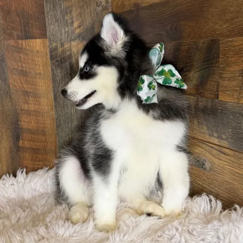 Garanta o seu novo WhatsApp | Husky Siberiano