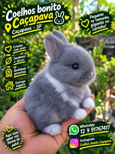 Coelho anão pequenino Netherland  Dwarf 