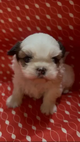 VENDE-SE FILHOTE DE SHIHTZU (último)