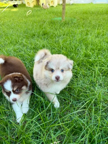 Pomsky F1 ?mini husky? fêmea pelagem chocomerle