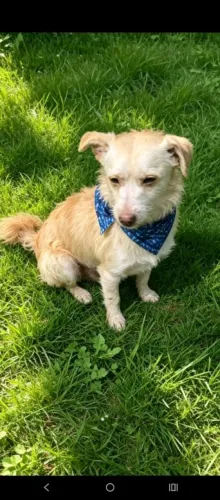 Cão macho lindo