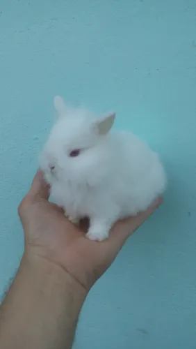 Mini coelhinho