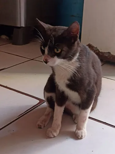 Doação de gatinho