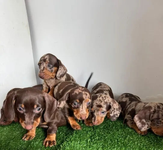 Filhotes de Basset dachshund genética de excelência.