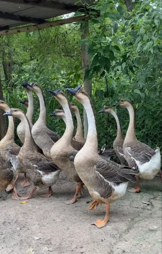 UM MACHO e DUAS FÊMEAS de GANSO SINALEIRO CHINÊS PARDO (RAÇA PURA)