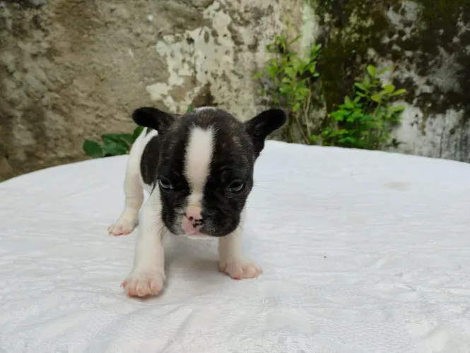 Bulldog francês