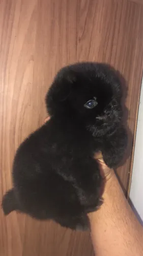 Filhote de lulu da pomerania x Shih tzu