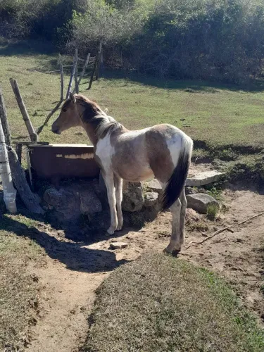 Pouda filha de manga larga registrado *