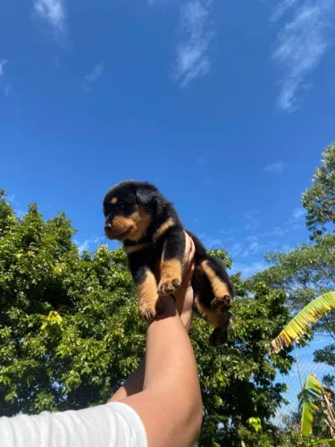 Filhote rottweiler, O abraço mais fofinho do mundo pode ser seu!