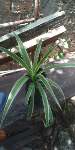 clorofito