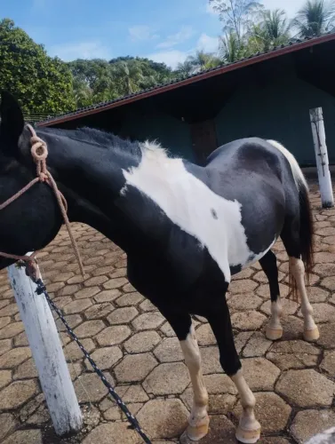 VENDO LINDO CAVALO ÁRABE