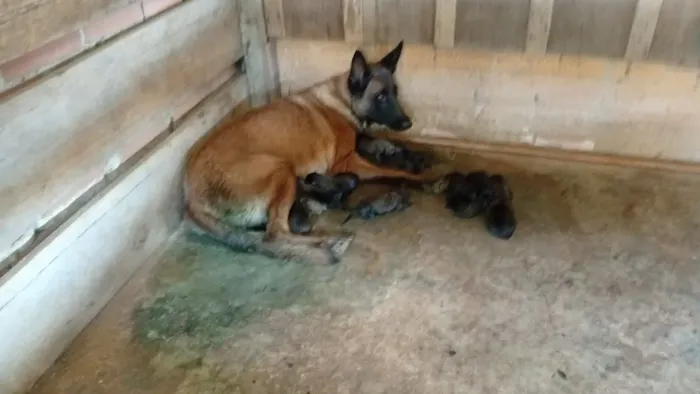 Pastor Belga Malinois 