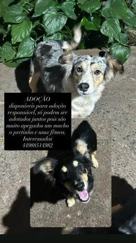 Adoção responsável 