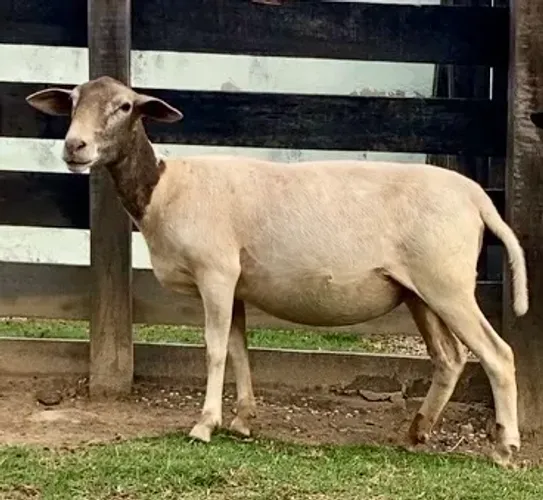 Carneira Ovelha Dorper X White Dorper