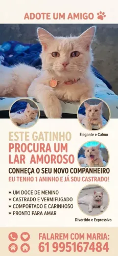 Adoção responsável