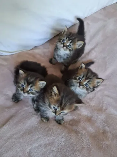 Disponíveis filhotes de gato persa