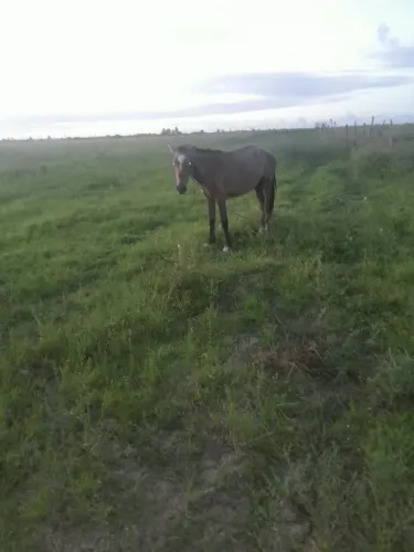 VENDE-SE UM CAVALO * fala com seu ABEL