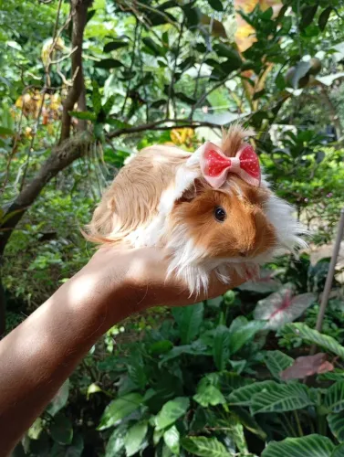 Porquinho da Índia peruano