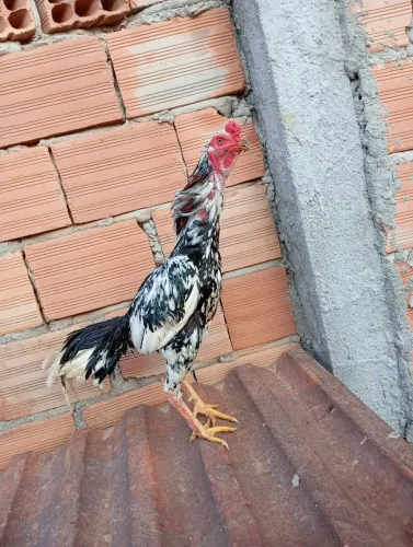Galo