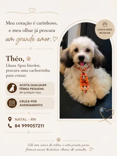 Cachorro pequeno procura namorada