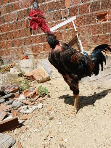 Galo pescoço pelado