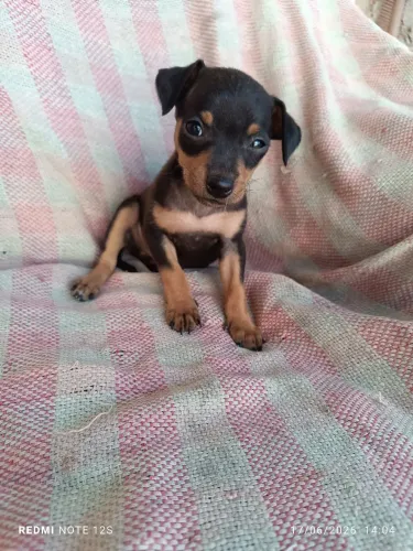Vendo Pinscher Fêmea Preta
