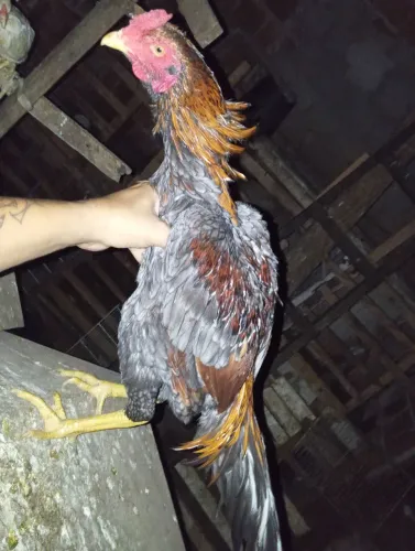 Galos e galinhas de raça